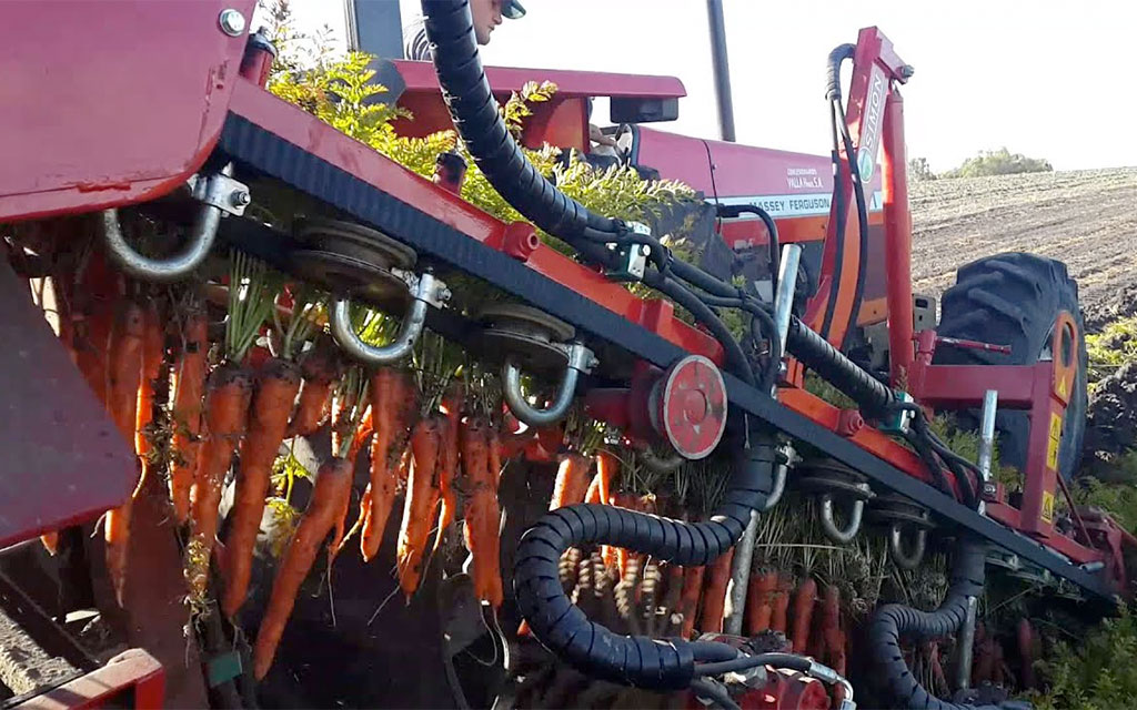 simon avs carrot harvester